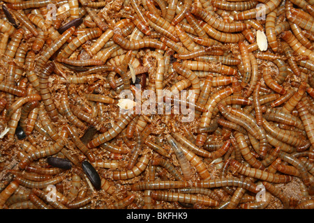 Mealworms, larve del coleottero Mealworm Tenebrio molitor Foto Stock