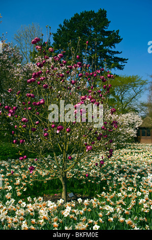 Una Magnolia Black Tulip Tree in un letto di narcisi RHS Wisley Gardens Surrey in Inghilterra Foto Stock