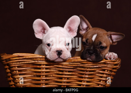 Französische Bulldogge Welpen / bulldog francese cuccioli Foto Stock