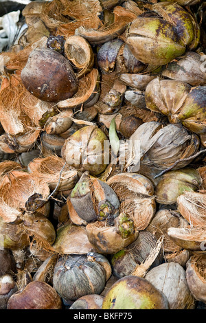 Gusci di noce di cocco essiccamento in preparazione per fare del cocco Foto Stock