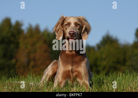 Liegender Langhaarweimaraner / giacente longhaired weimaraner Foto Stock