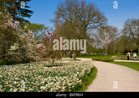 Un percorso da Magnolia alberi in un letto di narcisi RHS Wisley Gardens Surrey in Inghilterra Foto Stock