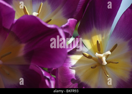 I fiori viola di tulipa Borgogna tulipano completamente aperto la primavera mostra primo piano macro dall'alto nessuno sfocatura sfocatura sfondo ad alta risoluzione Foto Stock