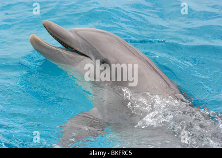 Chiudere le foto dei delfini IN UN POOL BDA Foto Stock