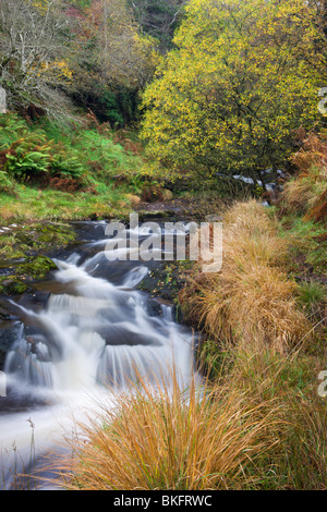 Il fiume Caerfanell a Blaen-y-glyn, Parco Nazionale di Brecon Beacons, Powys, Wales, Regno Unito. In autunno (ottobre) 2009 Foto Stock