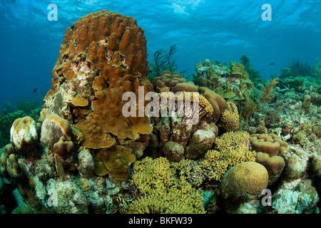 Un tropicale Coral reef in Bonaire, Antille olandesi. Foto Stock