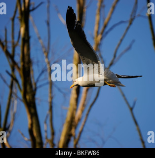 Lesser Black-backed gull soaring attraverso una piccola foresta con completamente aperto ala in bright sun beam Foto Stock