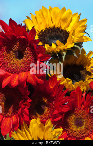 Girasoli rossi e gialli Fiori estivi nel giardino pubblico angolo basso primo piano Fotografia nessuno verticale ad alta risoluzione negli Stati Uniti Foto Stock