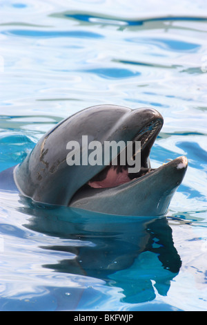 Chiudere le foto dei delfini IN UN POOL BDA Foto Stock