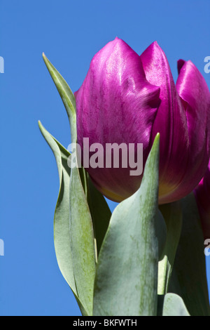 Fiore viola un tulipano Borgogna sfondo non aperto su un cielo blu primo piano vista frontale macro primo piano all'inizio della primavera nessuno ad alta risoluzione Foto Stock