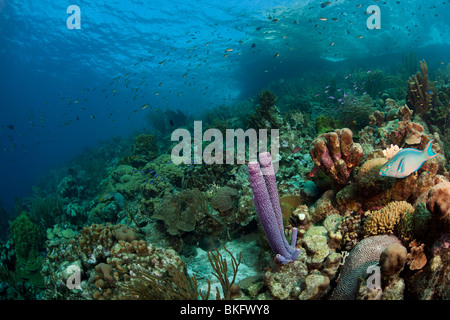 Regina pesci pappagallo (Scarus vetula) e stufa-pipe spugna (Aplysina archeri) e coralli Foto Stock