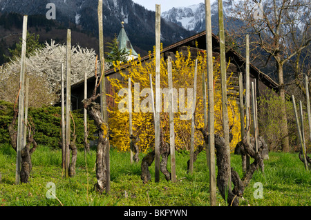 Piccolo vigneto vicino alla chiesa di San Gallo, Triesen li Foto Stock