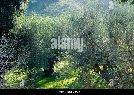 Uliveto con alberi di fico mattina di primavera paesaggio luce toscana italia. Foto Stock