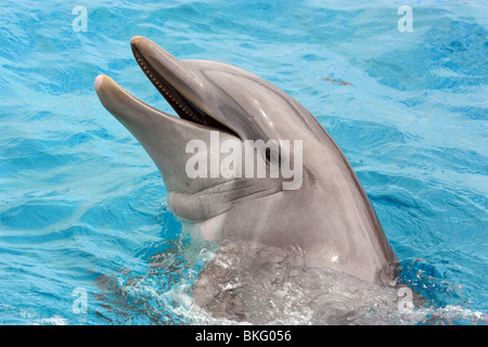 Chiudere le foto dei delfini IN UN POOL BDA Foto Stock