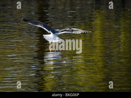 Aprire l'ala minore Black-backed gull lo sbarco sul lago d'onda con la propria riflessione Foto Stock