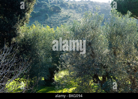 Uliveto con alberi di fico mattina di primavera paesaggio luce toscana italia. Foto Stock