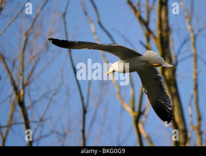 Lesser Black-backed gull soaring attraverso una piccola foresta con completamente aperto ala in bright sun beam Foto Stock