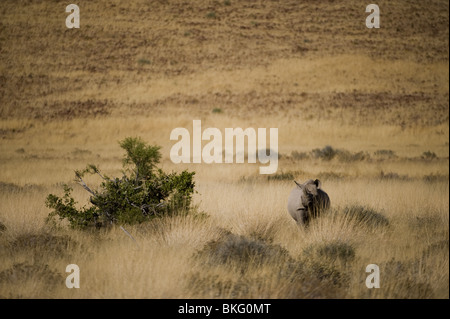Il rinoceronte nero, concessione di Palmwag, Namibia Foto Stock