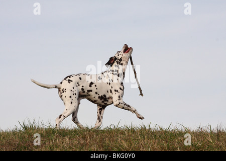 Dalmatiner spielender / Riproduzione di Dalmazia Foto Stock