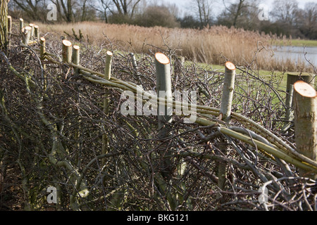 Appena layered biancospino (Crataegus monogyna) arbusti che mostra picchetti e tessuti di bacchette di salice per formare una siepe. Foto Stock