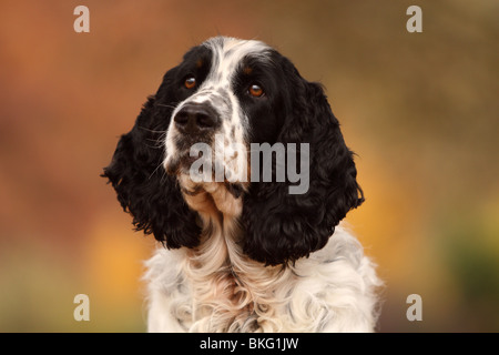 English Springer Spaniel ritratto Foto Stock