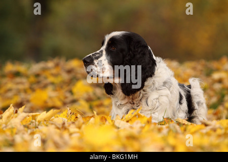 English Springer Spaniel Foto Stock