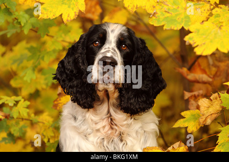 English Springer Spaniel ritratto Foto Stock