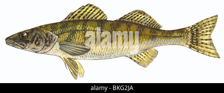 Sauger Foto Stock