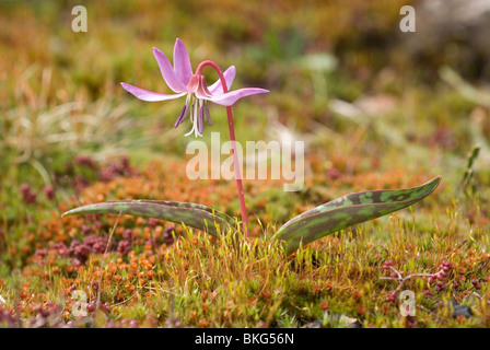 Unione Dog-dente viola (Erythronium dens-canis) Foto Stock