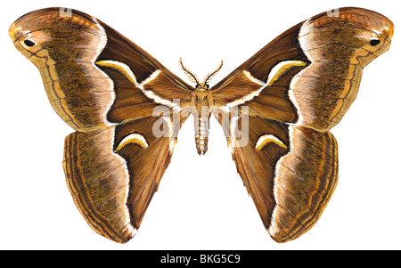 Lepidottero di Saturniidae Foto Stock