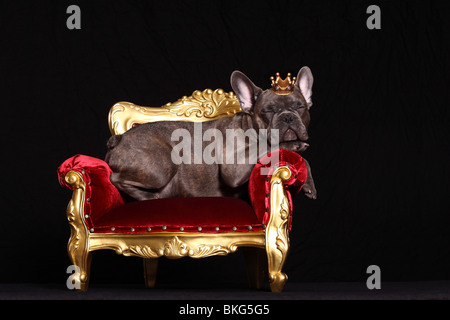 Französische Bulldogge / bulldog francese Foto Stock