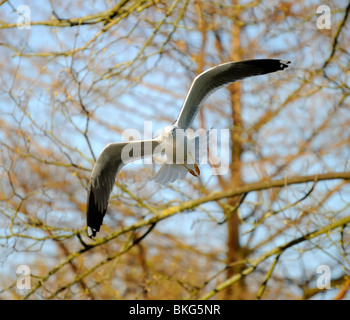 Lesser Black-backed gull lato scivolando verso il fotografo in una piccola foresta con completamente aperto ala Foto Stock