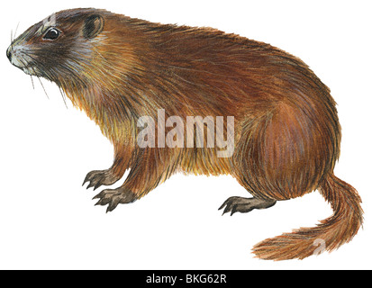 Marmotta di ventre giallo Foto Stock