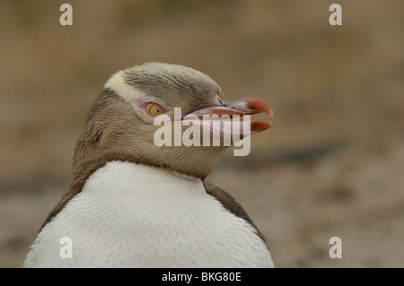 Il pinguino più rari sulla terra, con solo 1.800 coppie, il giallo-eyed Penguin o Hoiho (Mergadyptes agli antipodi) Foto Stock