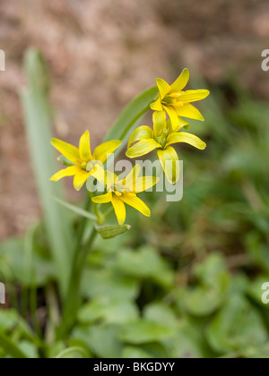 De Bosgeelster è een karakteristieke stinzenplant. La stella gialla-di-Betlemme (Gagea lutea) è una pianta caratteristica della vecchia estates. Foto Stock