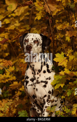 Dalmatiner Ritratto / ritratto della Dalmazia Foto Stock