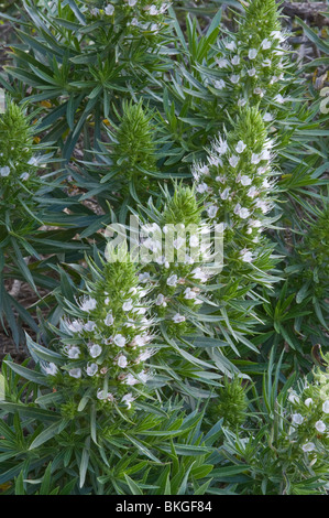 Bugloss (Echium hierrense) fiori nel giardino mediterraneo Foto Stock