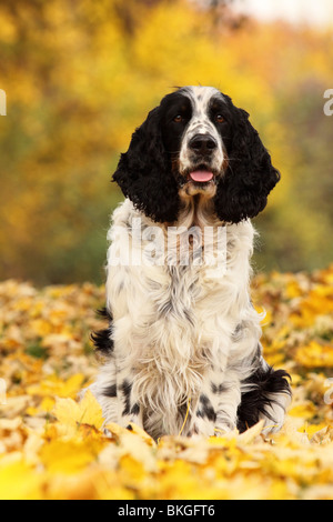 English Springer Spaniel Foto Stock
