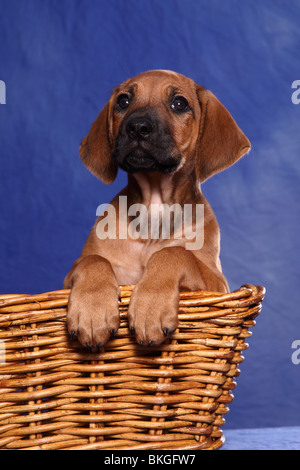 Ridgeback rhodesiano Welpe / Ridgeback rhodesiano cucciolo Foto Stock