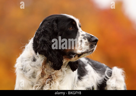 English Springer Spaniel ritratto Foto Stock