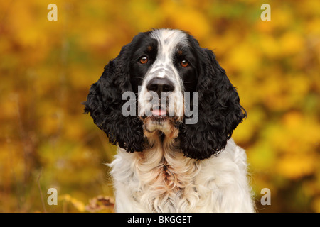 English Springer Spaniel ritratto Foto Stock