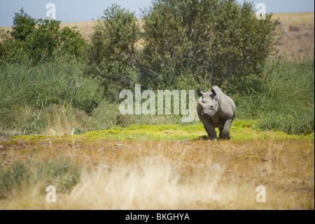 Il rinoceronte nero, concessione di Palmwag, Namibia. Foto Stock