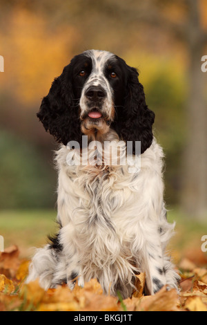 English Springer Spaniel Foto Stock