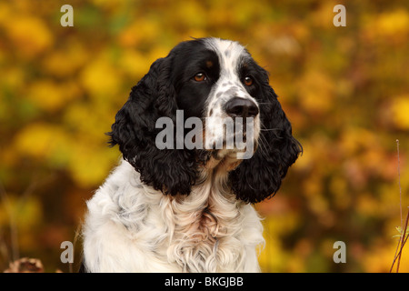 English Springer Spaniel ritratto Foto Stock