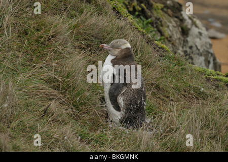 Il pinguino più rari sulla terra, con solo 1.800 coppie, il giallo-eyed Penguin o Hoiho (Mergadyptes agli antipodi) Foto Stock