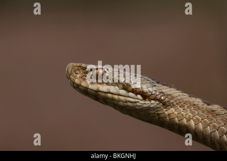 Portret van een sommatore; Ritratto di una vipera comune Foto Stock