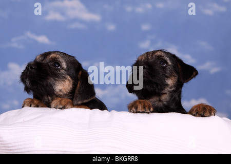 Border Terrier Welpen / Border Terrier cuccioli Foto Stock