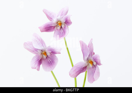 Chiudere fino a tre dusky pink dolci violette, Viola odorata, contro uno sfondo bianco Foto Stock