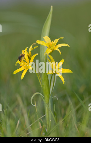 Bosgeelster; giallo Stella di Betlemme Foto Stock