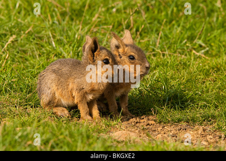 Nasello di Patagonia Mara o Cavy Patagonia (Dolichotis patagonum) due bimbi insieme Foto Stock